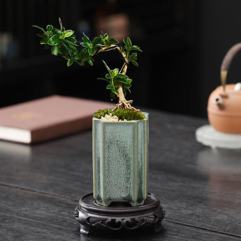 Quadratischer Seladon-verglast – Bonsai Garden Art Bewertung und Preis